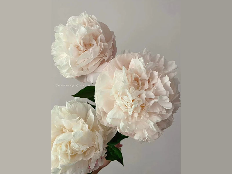 高級藝術(shù) 中早期 花徑極大 花味濃